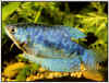 Opaline Blue Gourami - Quantity of 3
